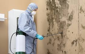 Biohazard Mold Removal in Perry, FL